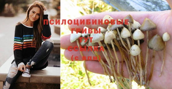 ПСИЛОЦИБИНОВЫЕ ГРИБЫ Магас